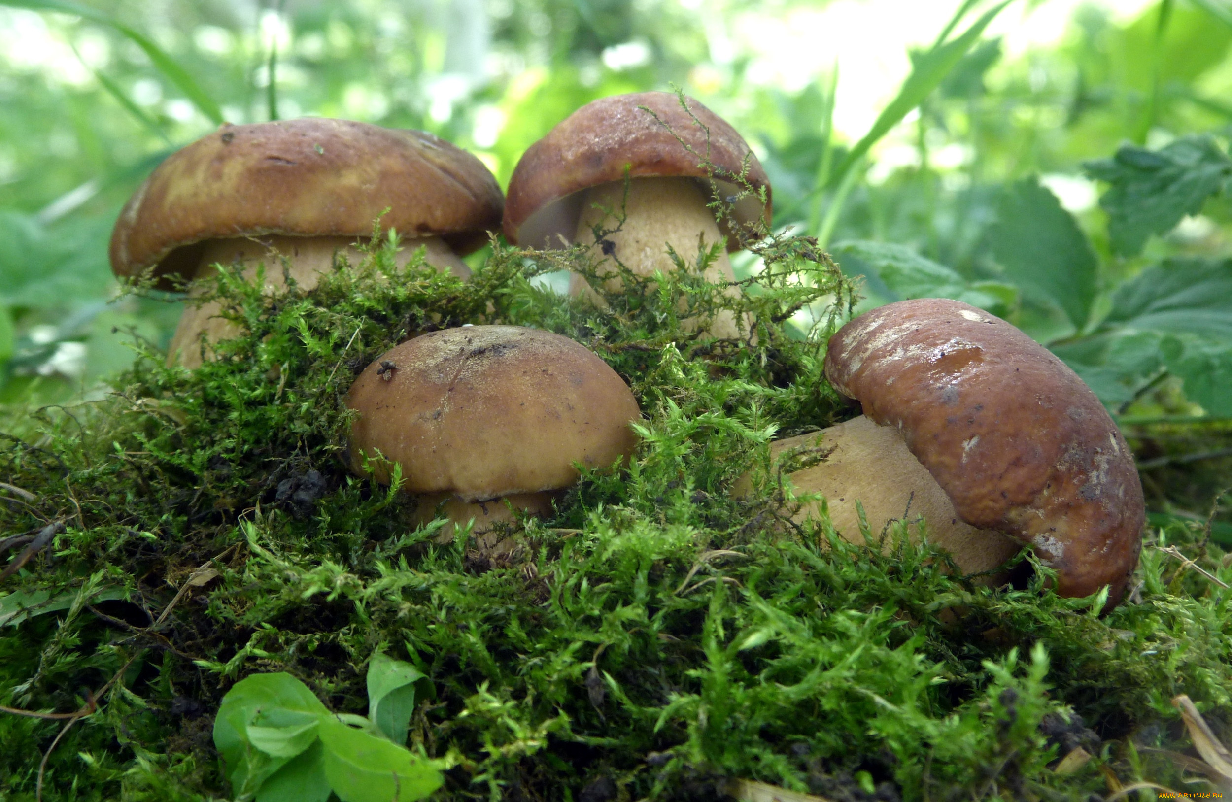 Гиб гибы. Гриб Боровик. Боровик гриб во мху. Фото грибов Боровиков. Грибы Белгородской области.